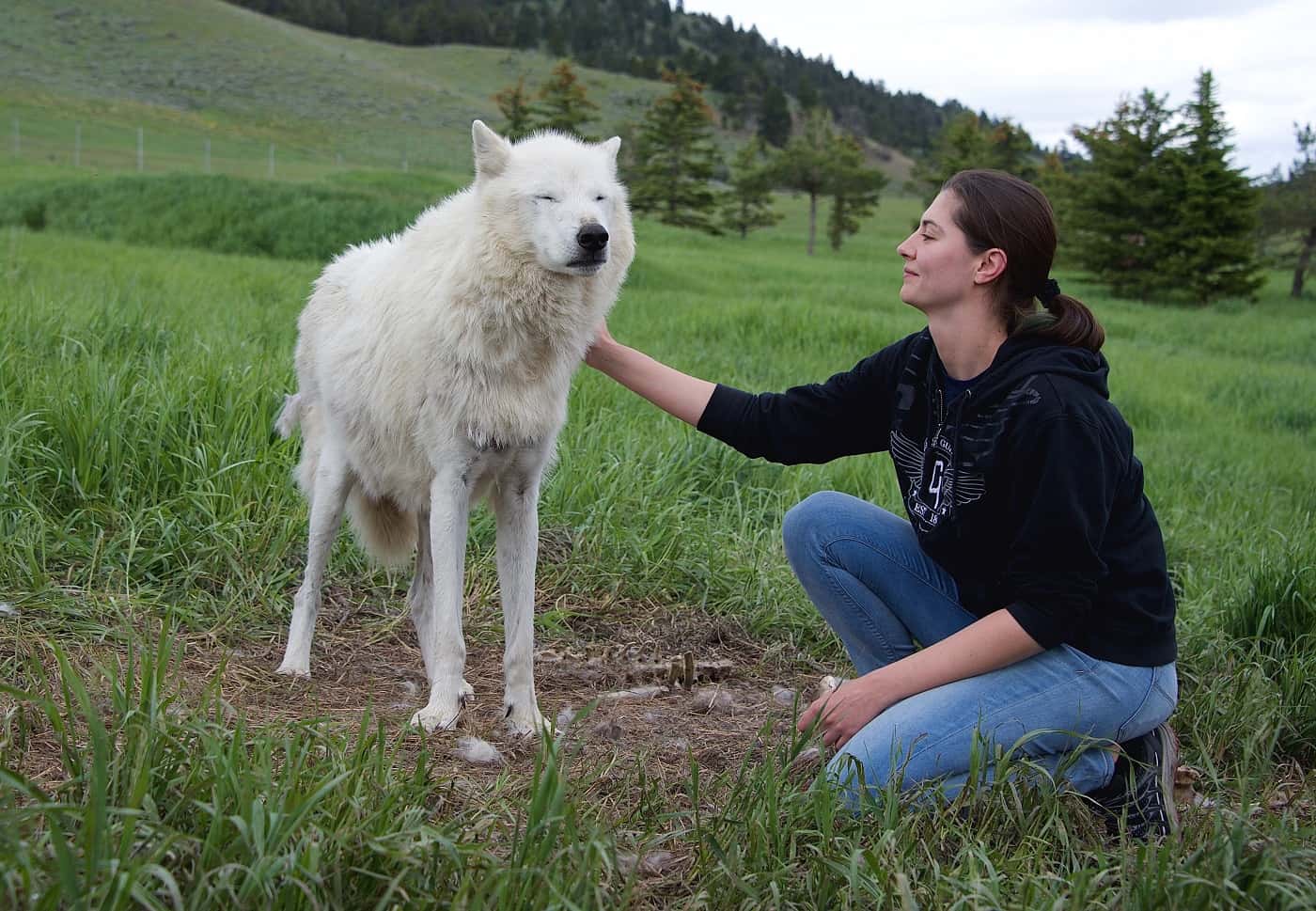 A woman petting a white wolf