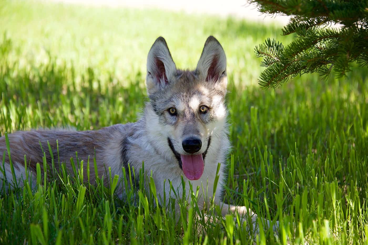 A Wolf pup in the grass