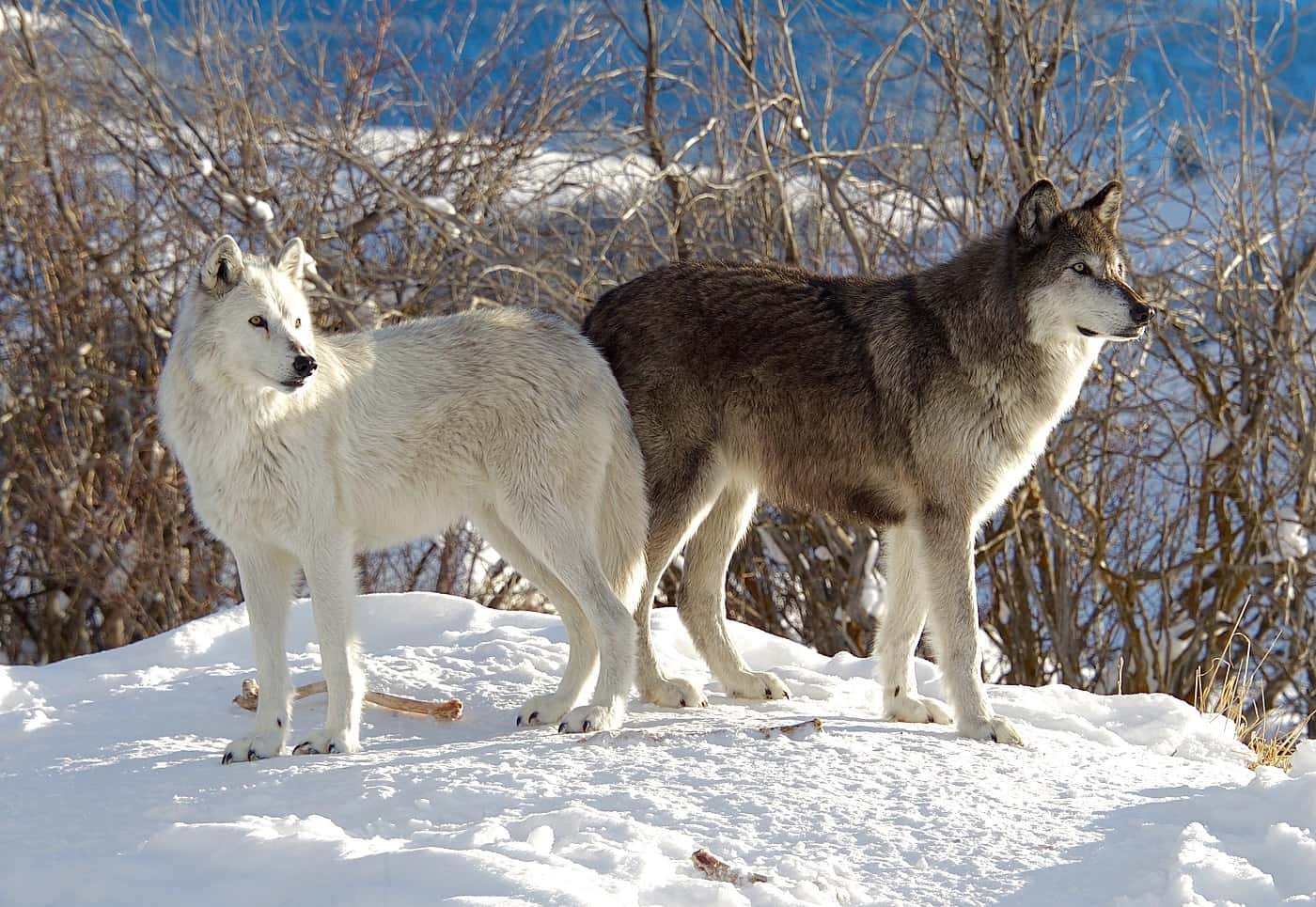 A couple of wolves standing in the snow