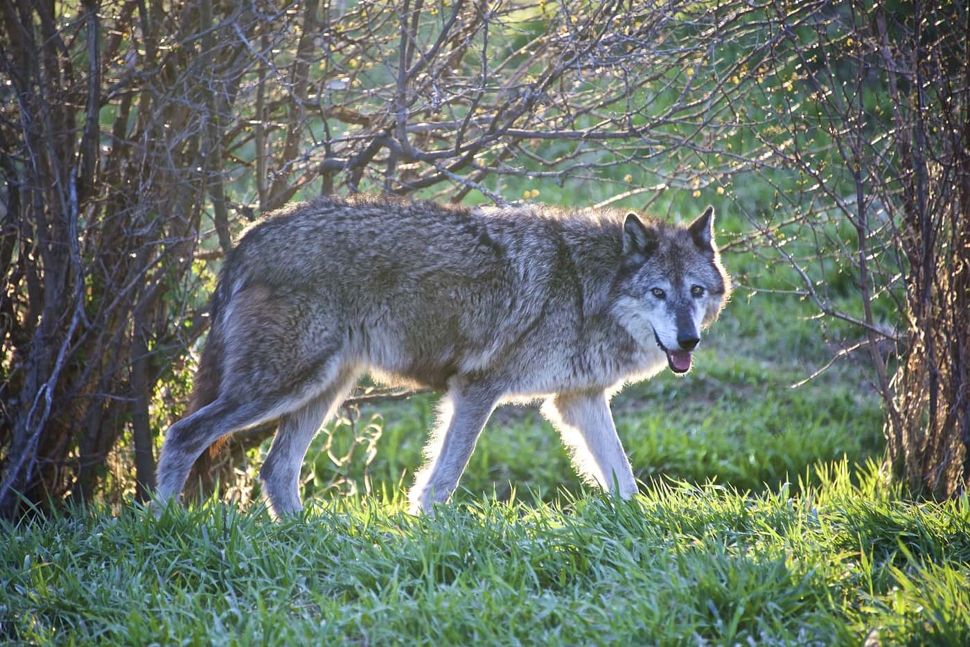 Grey wolf standing in the grass